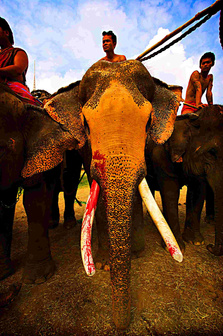 War Elephants
